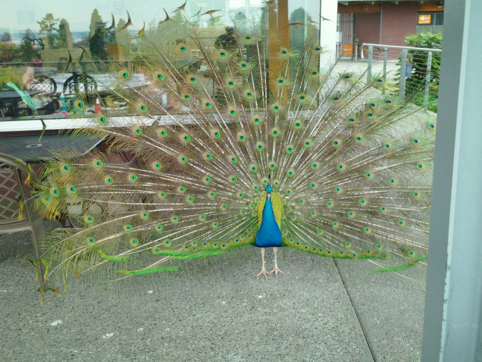 peacock 2.jpg