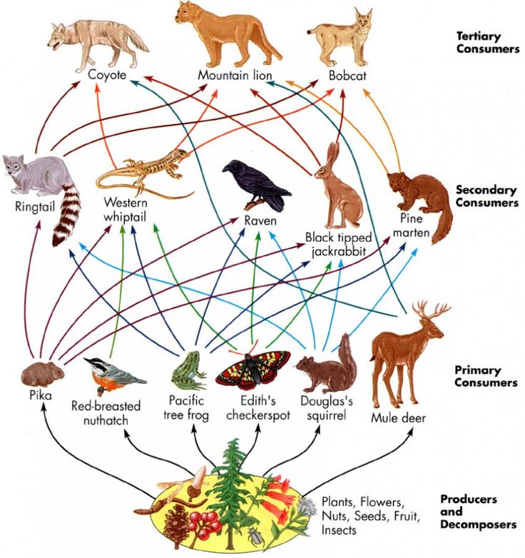 Food Web.jpg