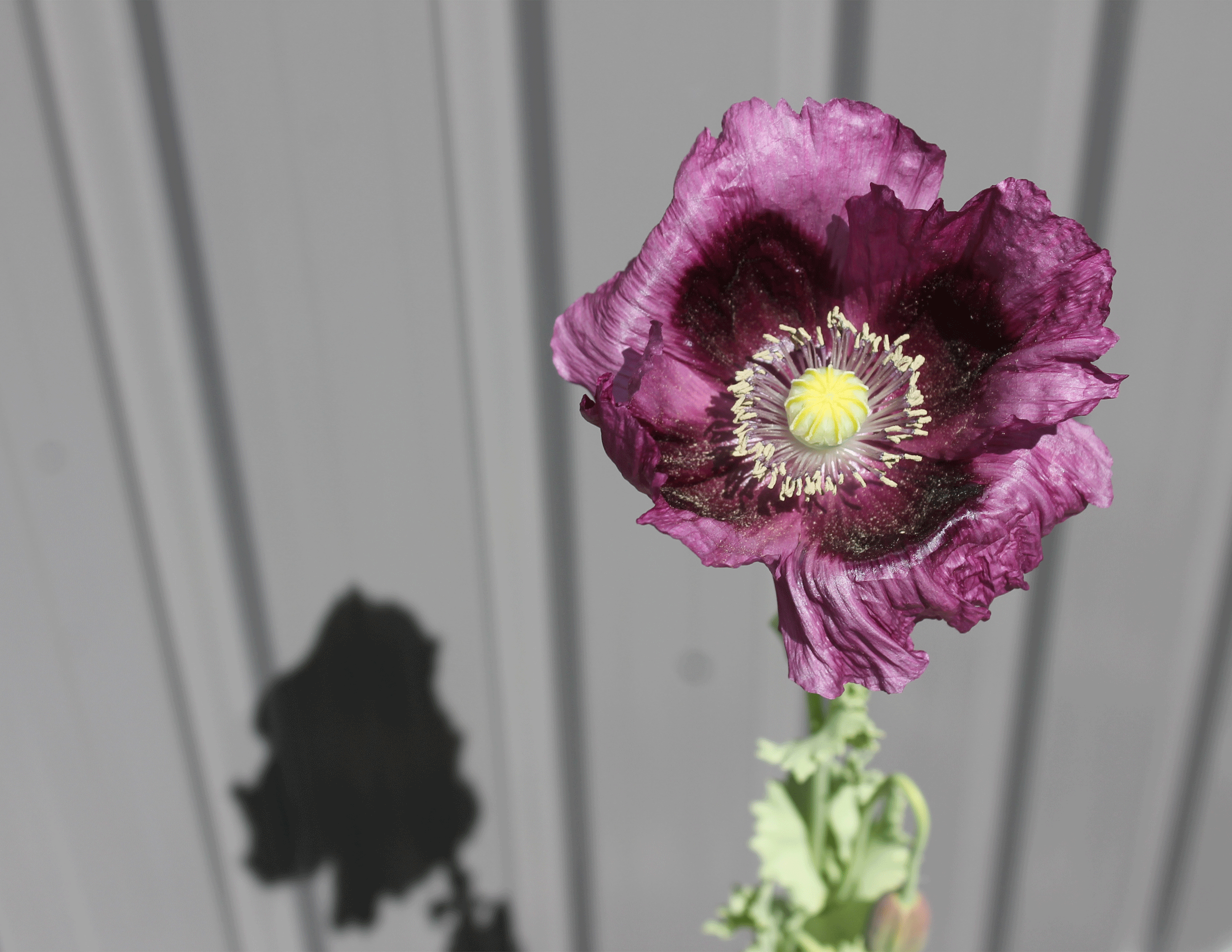 Purple-Poppy.gif