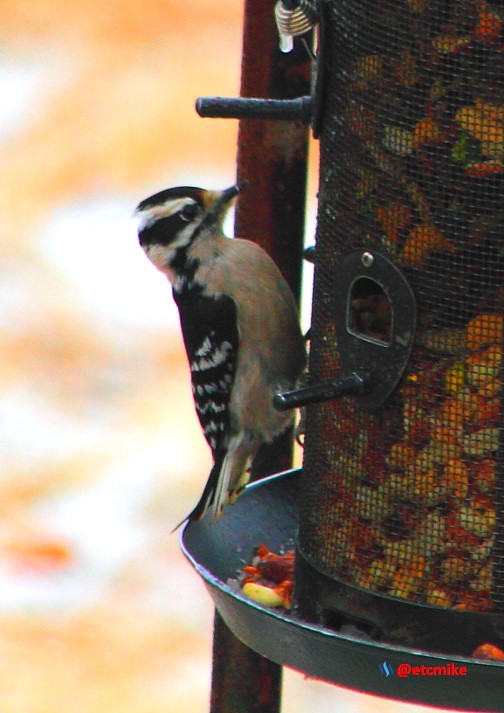 downy woodpecker image PFW16-003.JPG