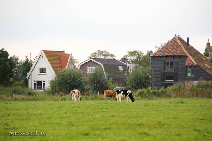 dutch-countryside.jpg