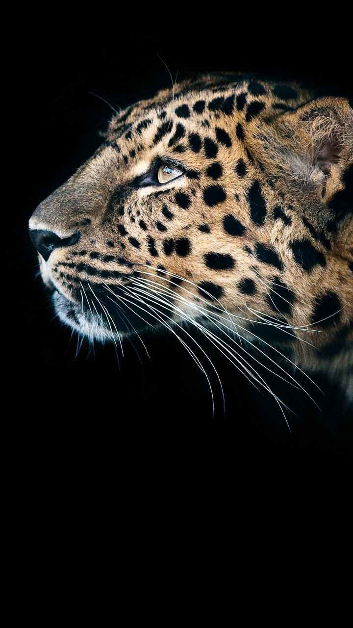 Picture_12_Leopard.jpg