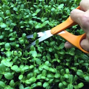 CUTTING-SUNFLOWER-SPROUTS-300x300.jpg