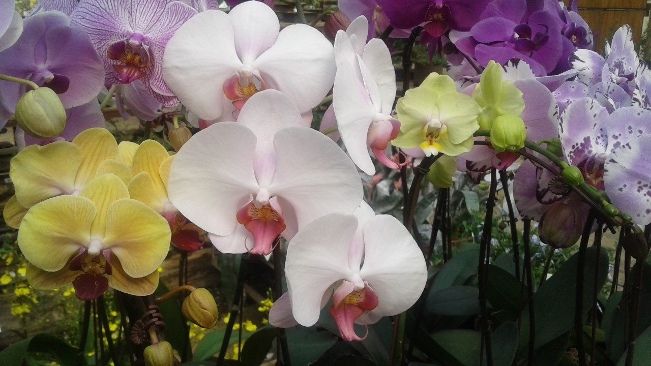 awesome orchids.jpg
