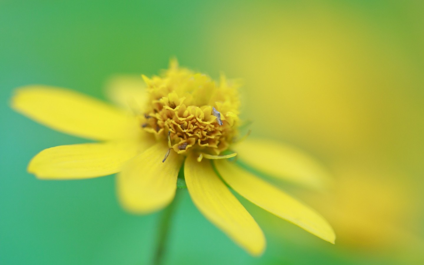 《飞鸟与夏花》每天一首自译飞鸟集（101/325） - Translate a poem form Stray Birds everyday