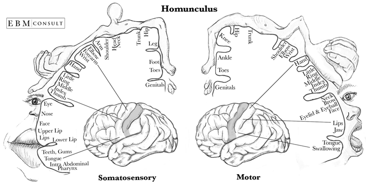 BodyMap.png