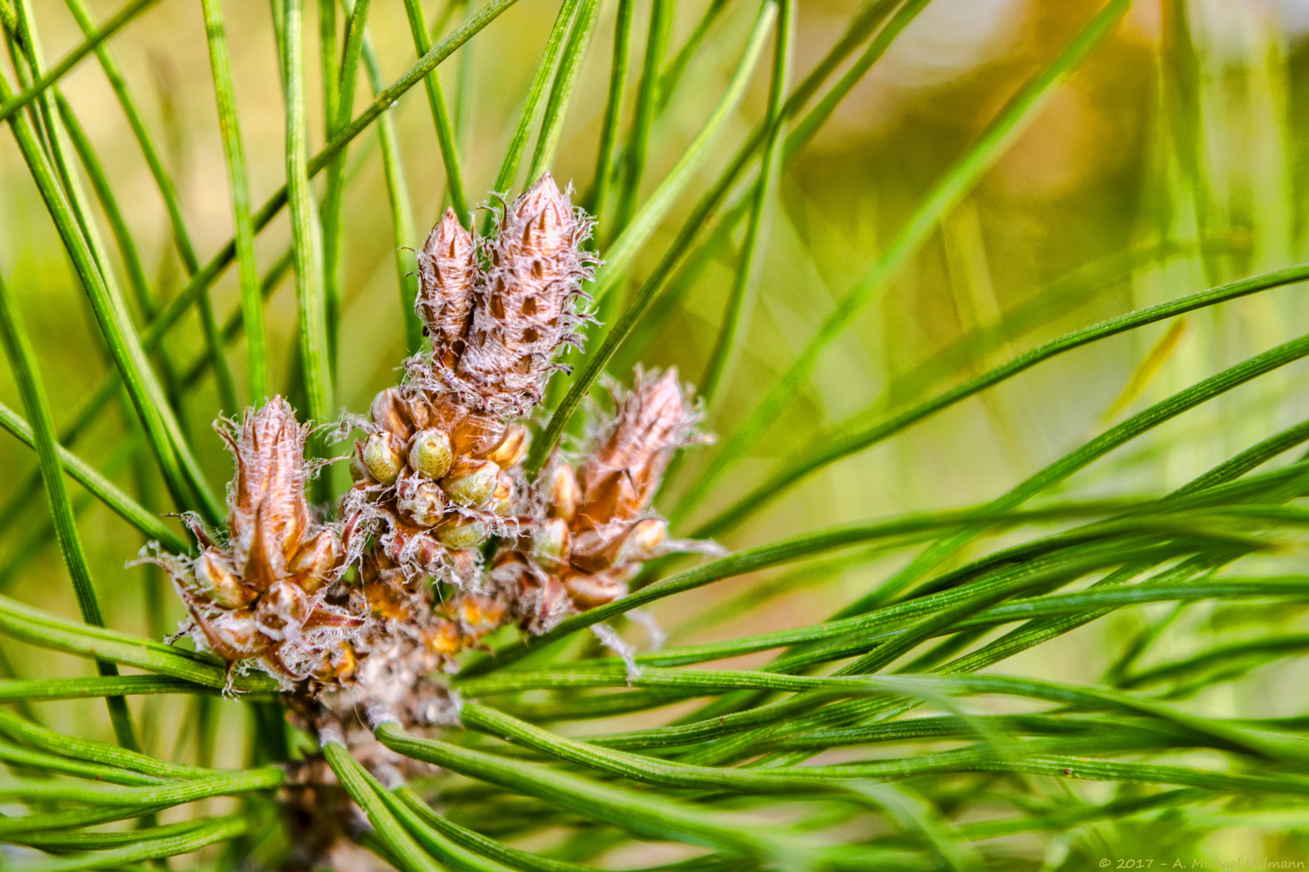 FLORA Pine Cone Bokeh Green Spring Growth Nature No People 5558.jpg