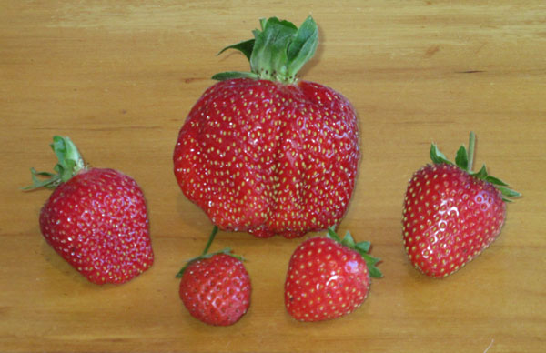 strawberries.jpg