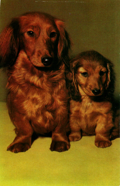 Dachshund Uruguay.png