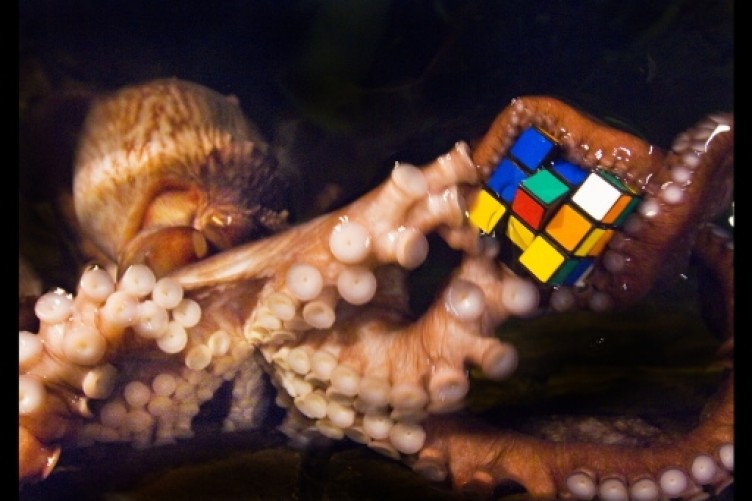 octopus-and-rubiks-cube-2-2-752x501.jpg
