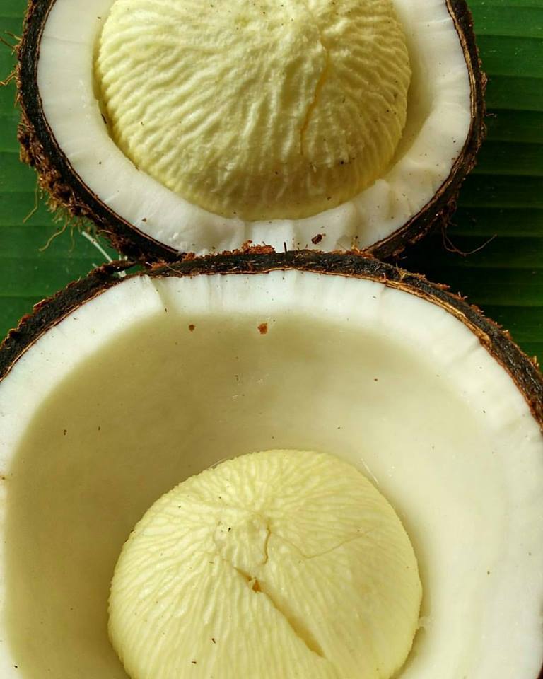 Manfaat Kentos Kelapa Yang Jarang Diketahui Gueb U In Aceh The Benefits Of Kentos Coconut Are Rarely Known Steemkr