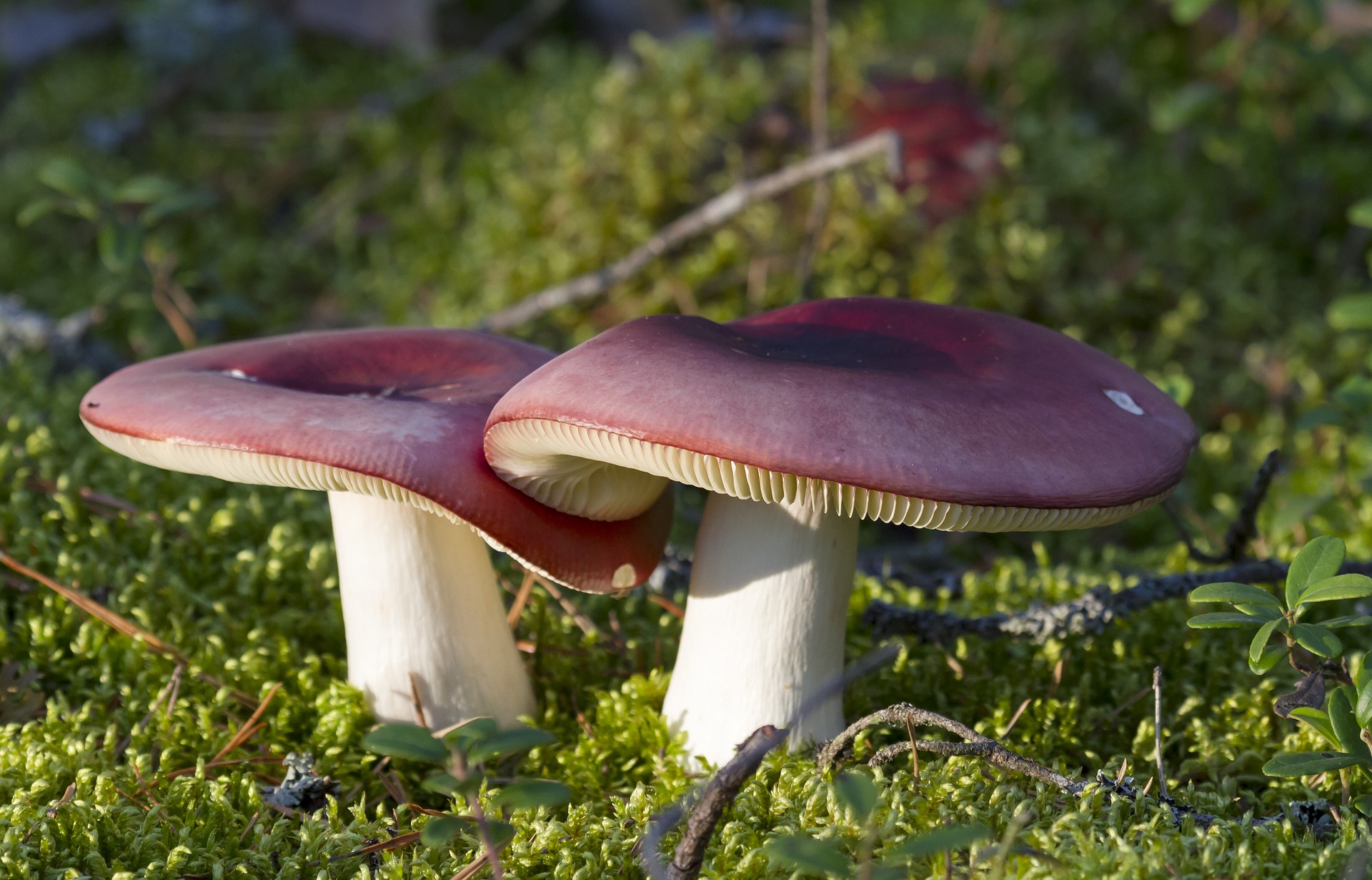 mushroom-1819794_1920.jpg