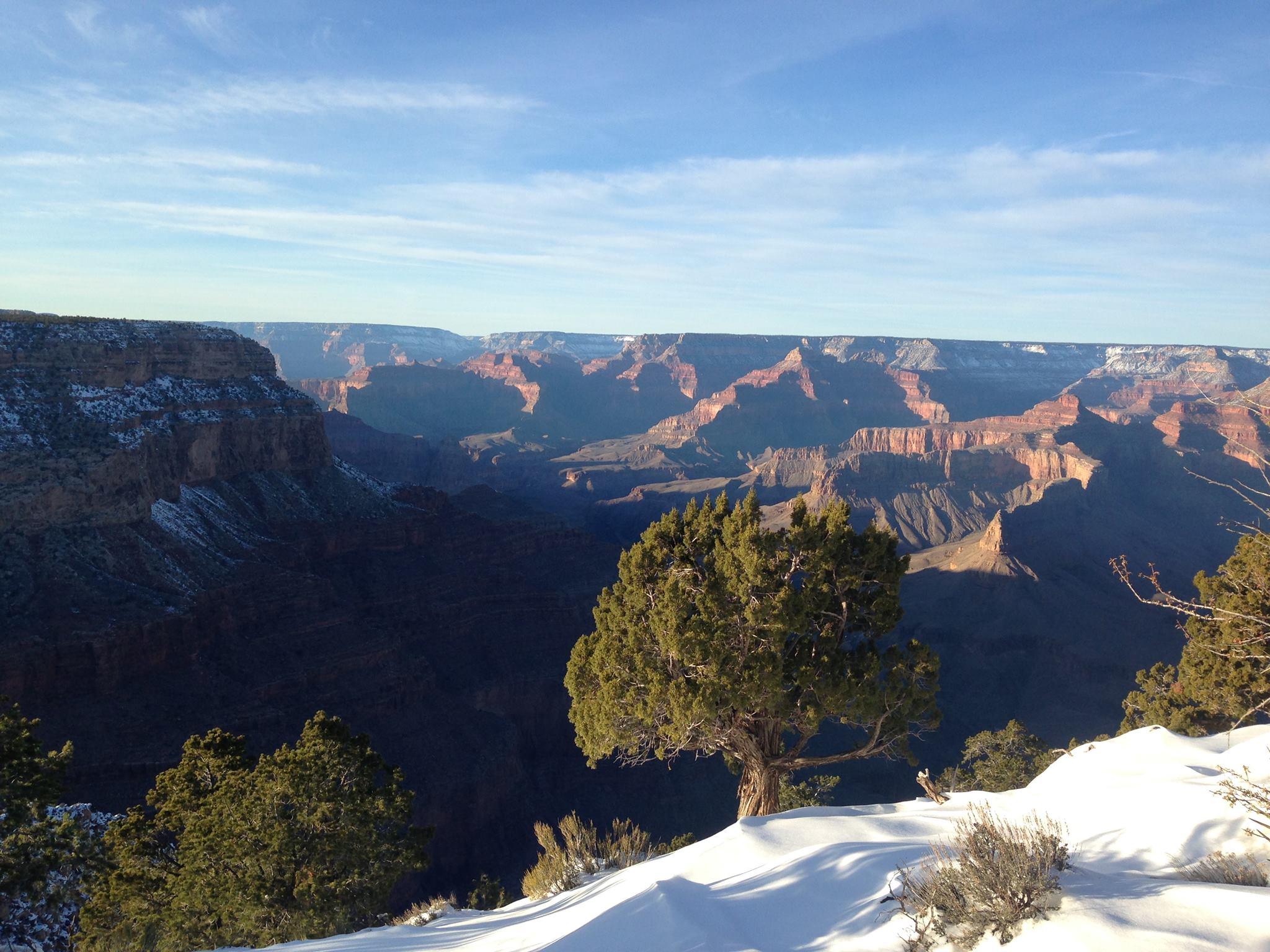 Grand canyon tree.jpg