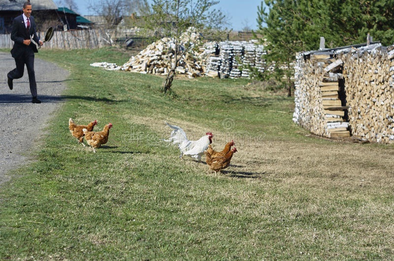 el-gallo-blanco-con-cuatro-gallinas corran.jpg