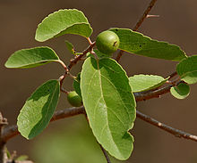 220px-Flacourtia_indica_fruit_in_Hyderabad_W_IMG_7482.jpg