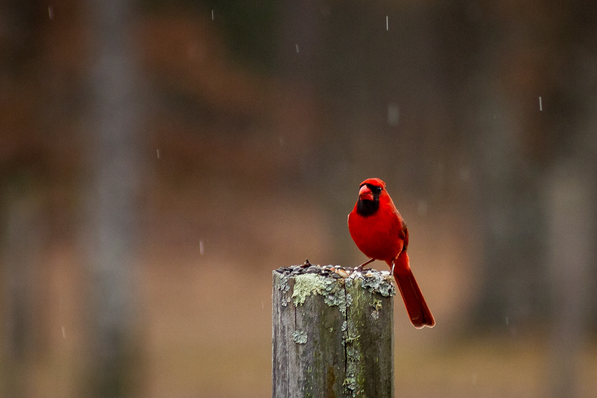 Red_Bird-14.jpg