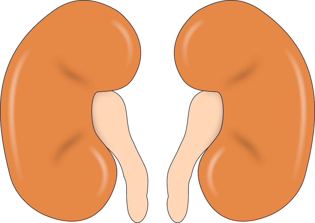 kidney-147499_1280.png