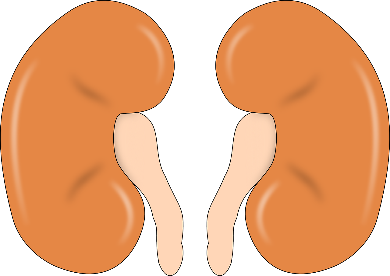 kidney.png