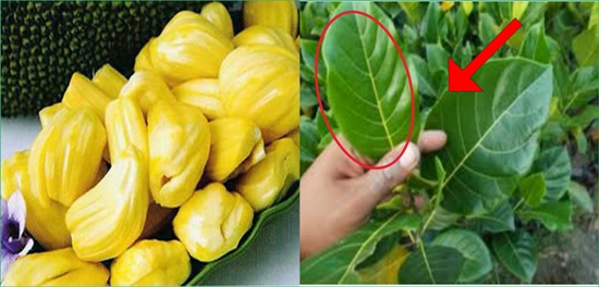 daun nangka.jpg