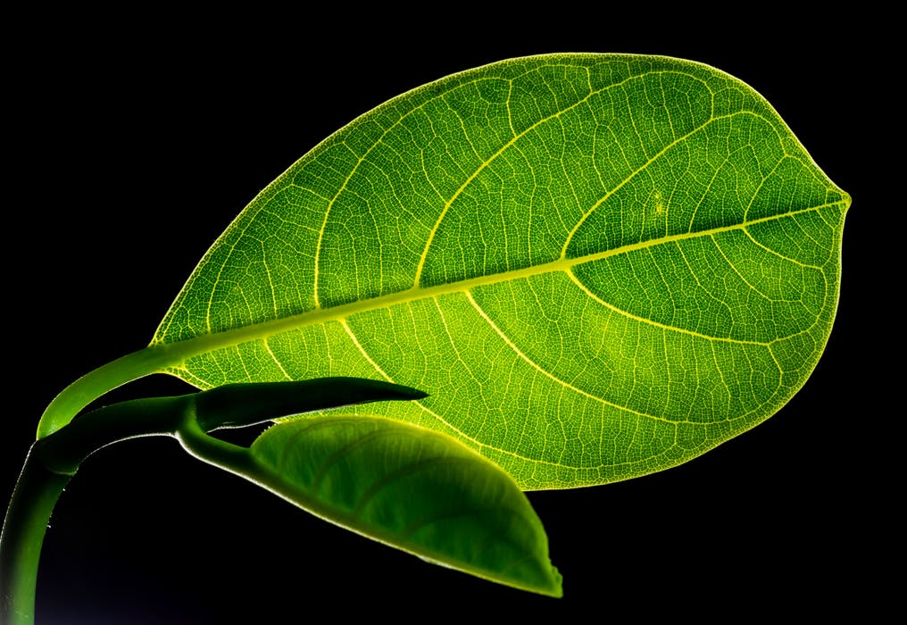 leaf-leaves-jack-fruit-leaf-green-57726.jpeg