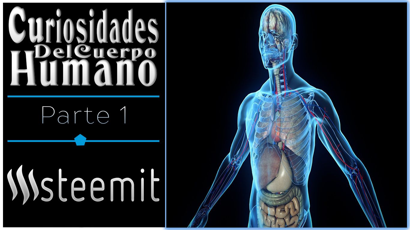 Imagenes Del Cuerpo Humano Reproductivo 2633