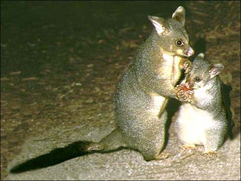 possum (1).jpg