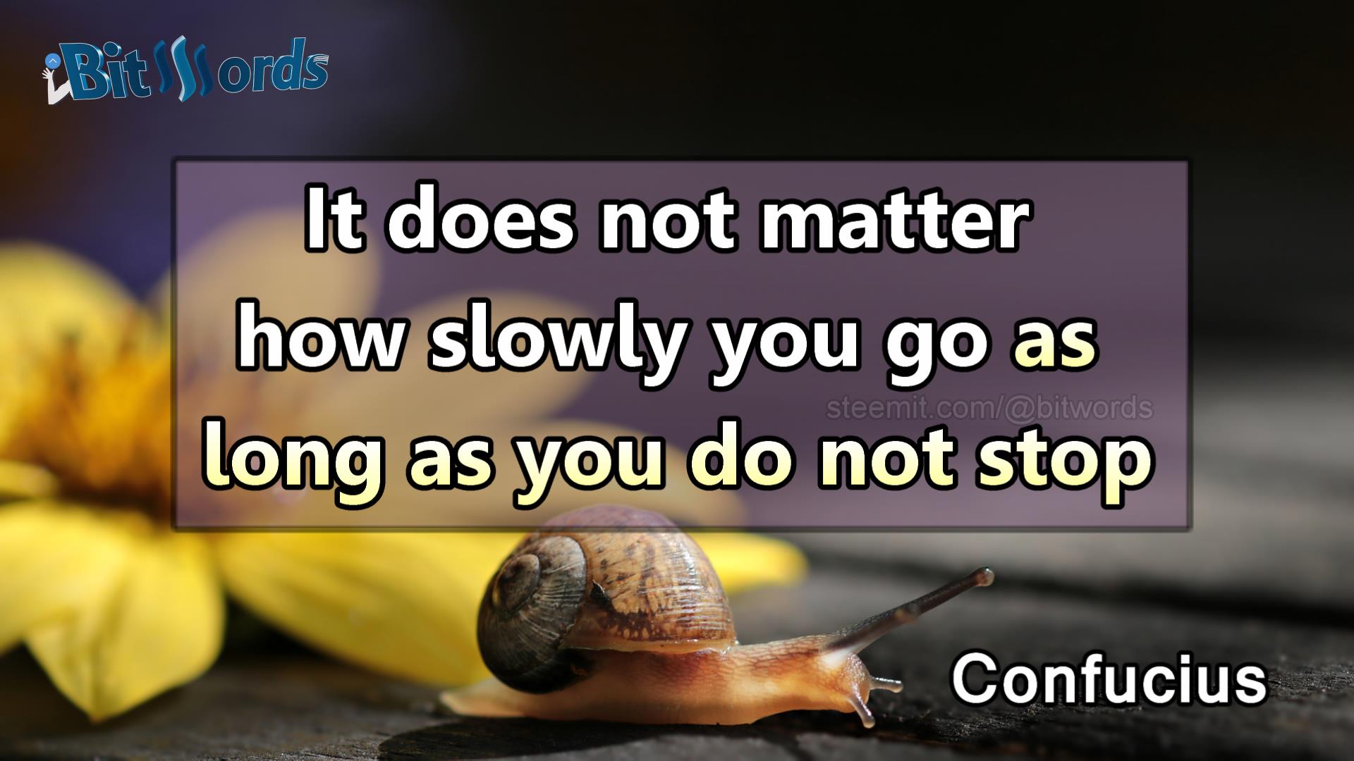 bitwords steemit a daily dose of motivation with confucious.jpg