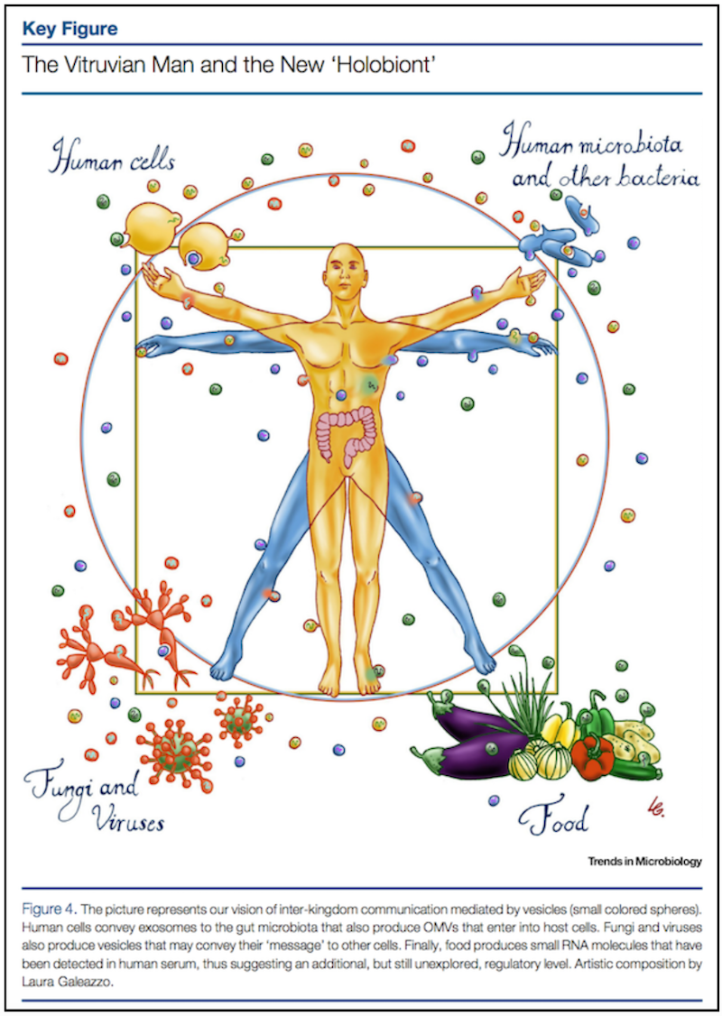 vitruvian_man_rnai_corn_greenmedinfo.png