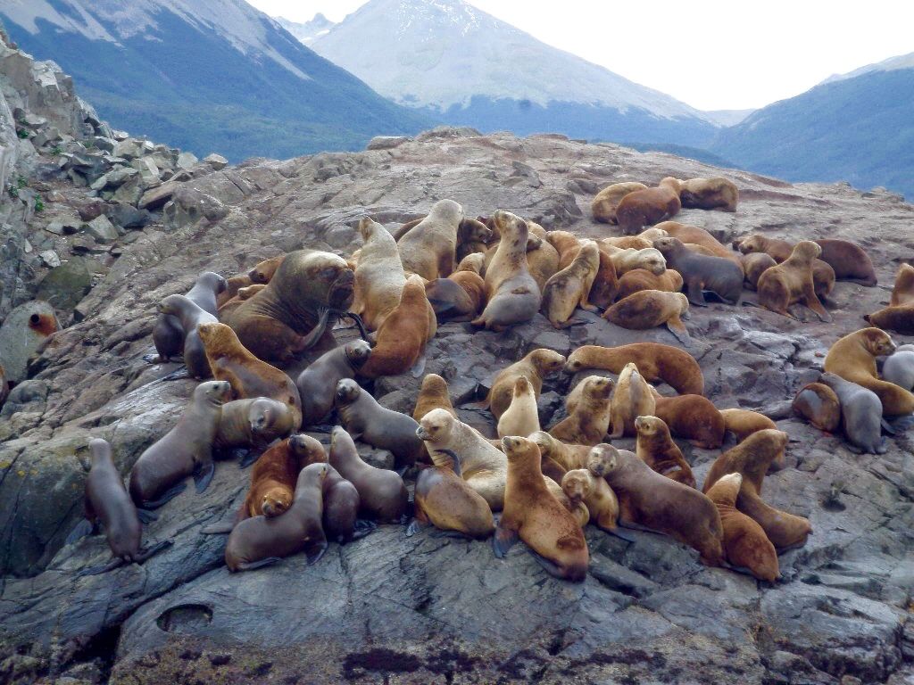 Penguins and more on the amazing Beagle Channel, Ushuaia, Argentina