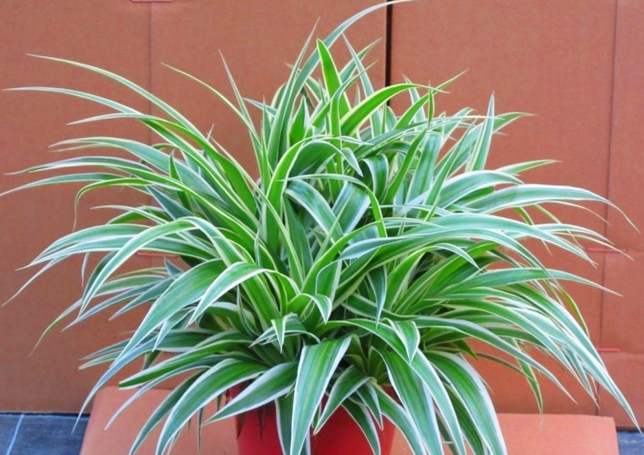 tanaman-hias-daun-spider-plant (1).jpg