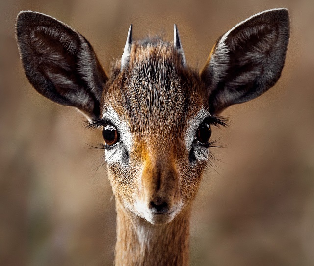 deer-eyes.jpg