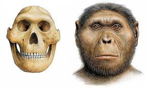 Australopithecus robustus.jpg