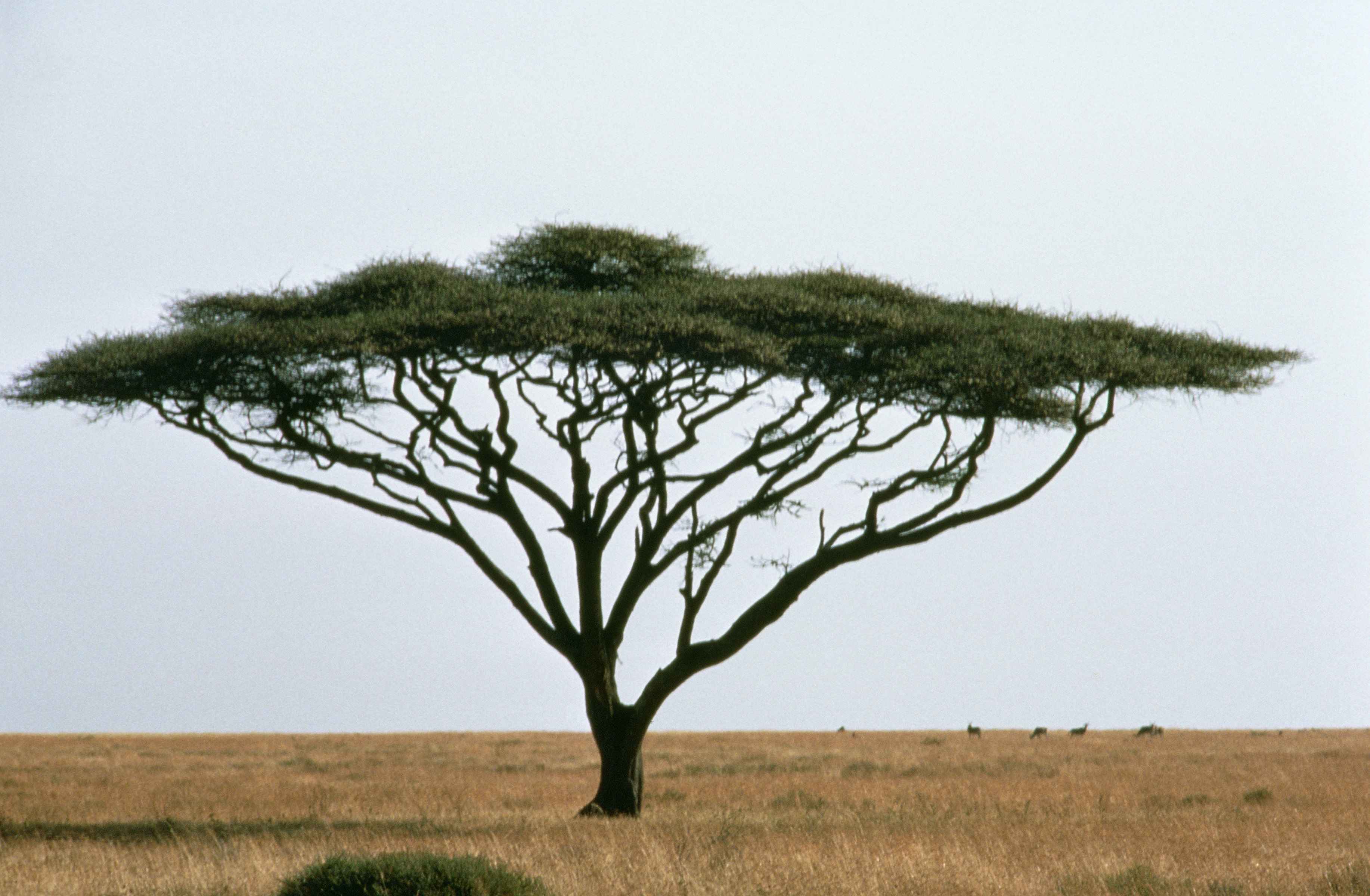 Umbrella_thorn_acacia_or_israeli_babool_tree_plant_acacia_tortillis.jpg