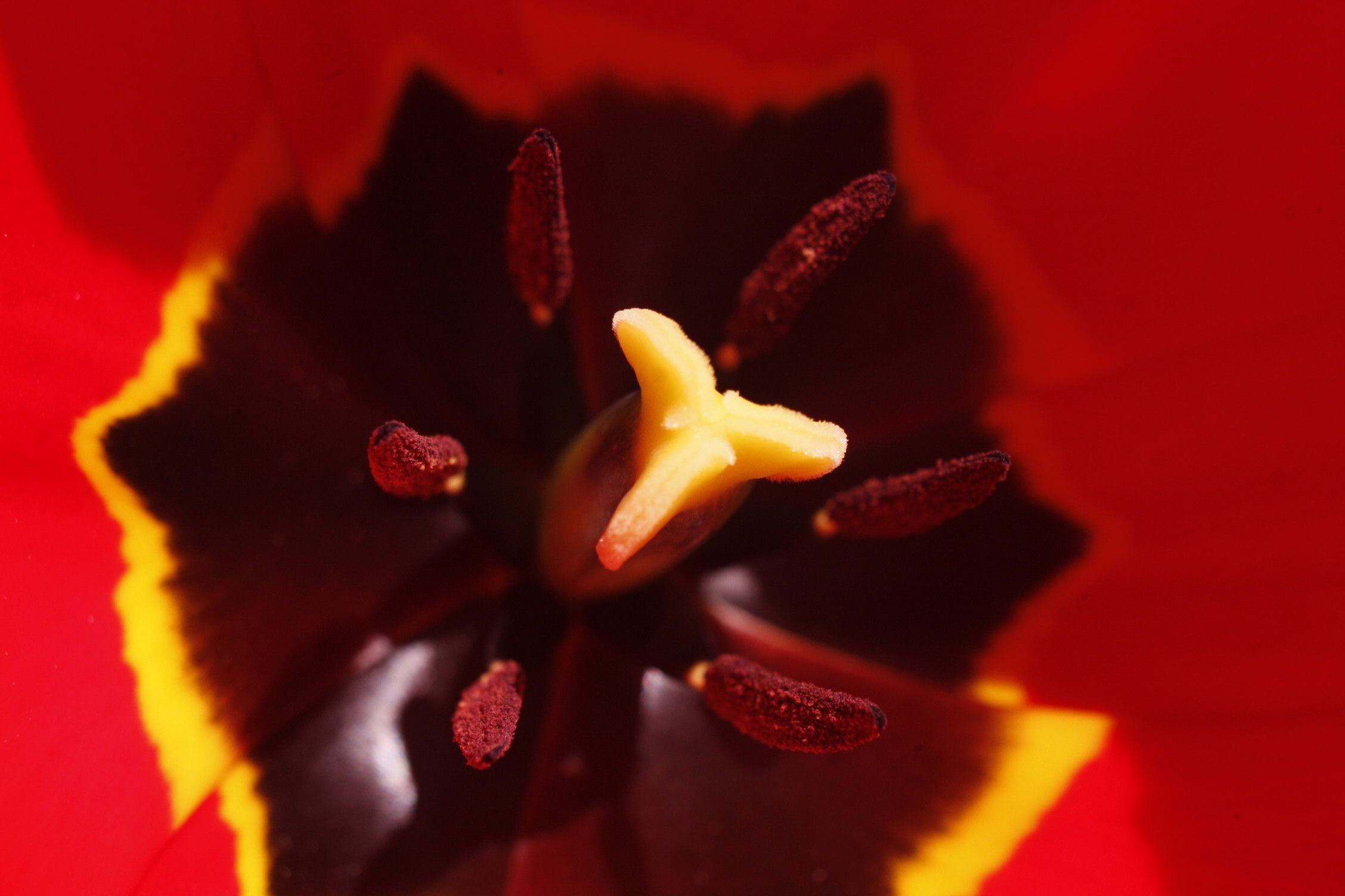 monday tulip.jpg