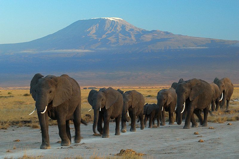 Elephants_at_Amboseli_national_park_against_Mount_Kilimanjaro.jpg
