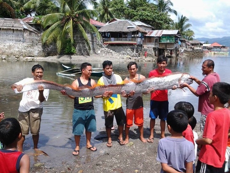 oarfish-3.jpg