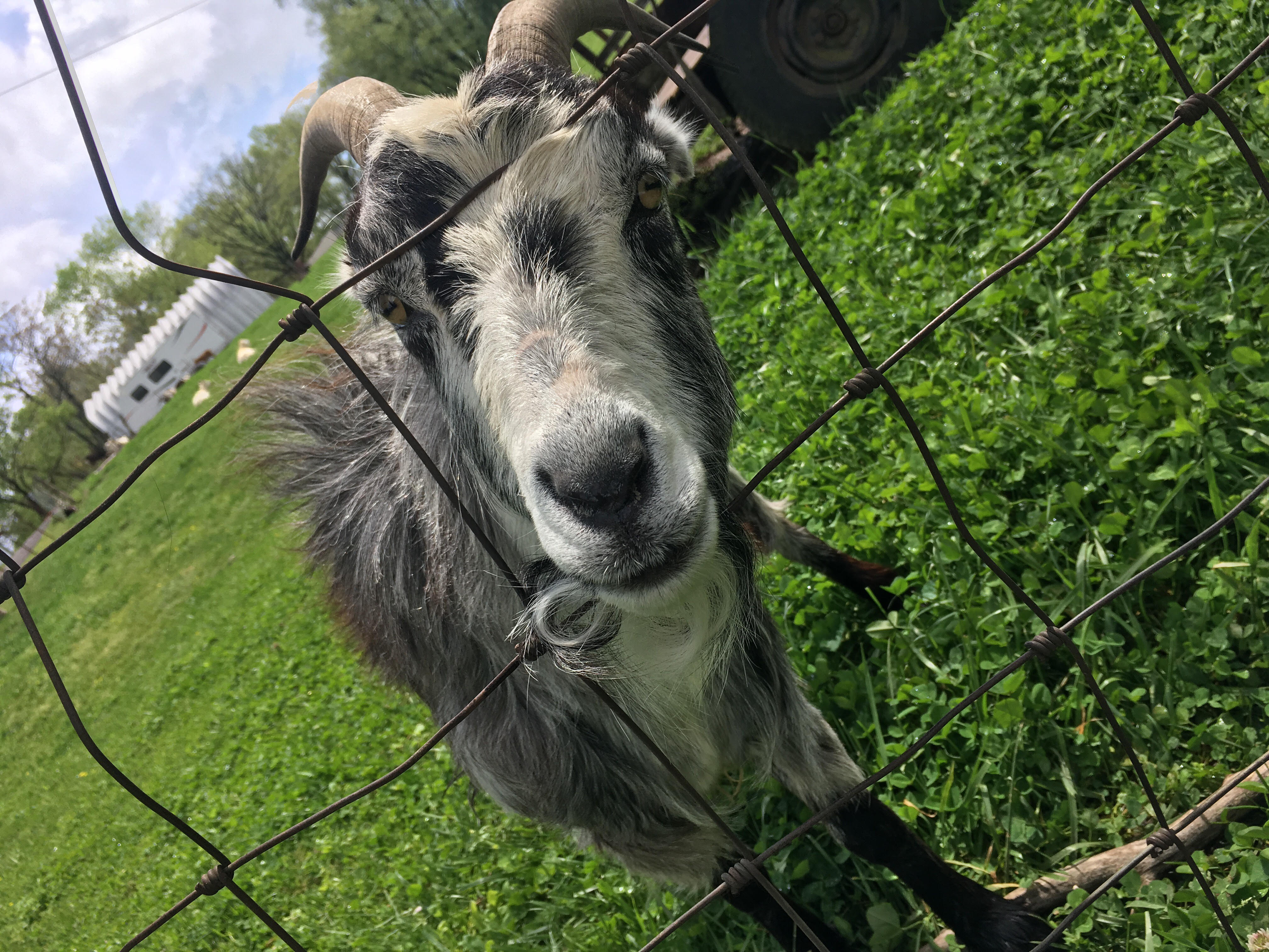 April Goat Fence 2018.jpg