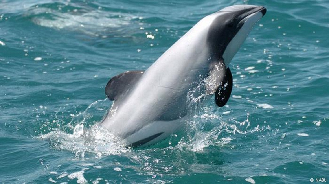 m dolphin.jpg