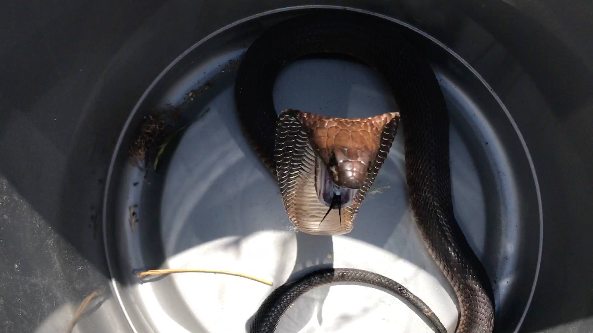 20170108-very-defensive-cape-cobra-rescued-near-milnerton-cape-town-western-cape-03.jpg