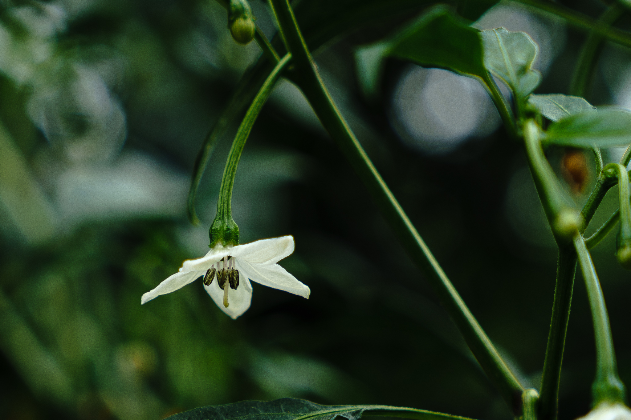 red-pepper-flower_34841820630_o.jpg