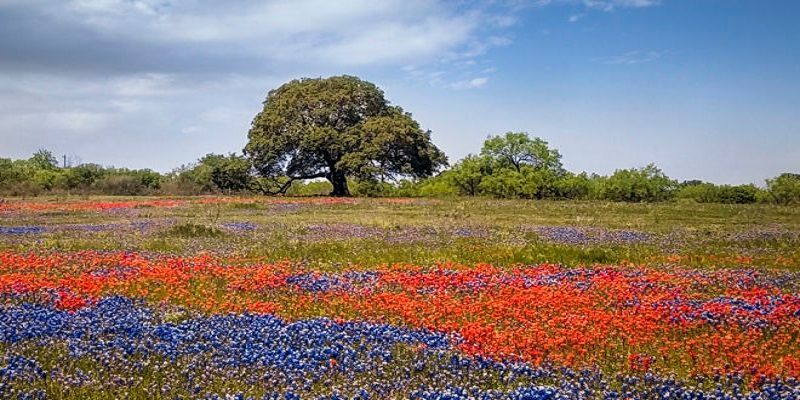 TX Hillcountry flowers.jpg