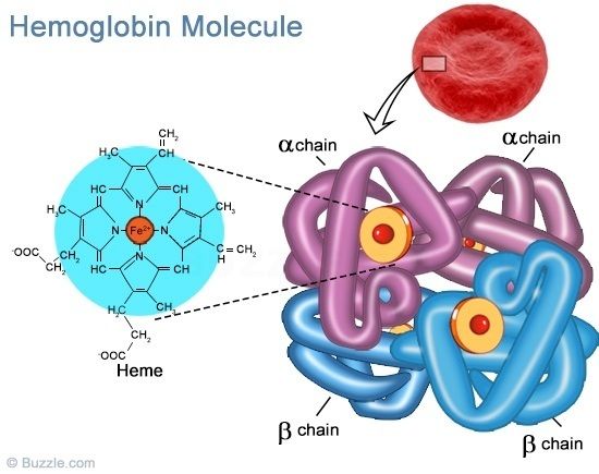 5543f1bda82c8a116d207f8cdc100f1b--cool-science-biochemistry.jpg