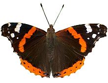 Butterfly Red Admiral 169HS P1.jpg