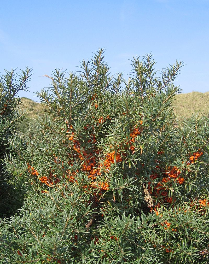 800px-Hippophae_rhamnoides-01_(xndr).JPG