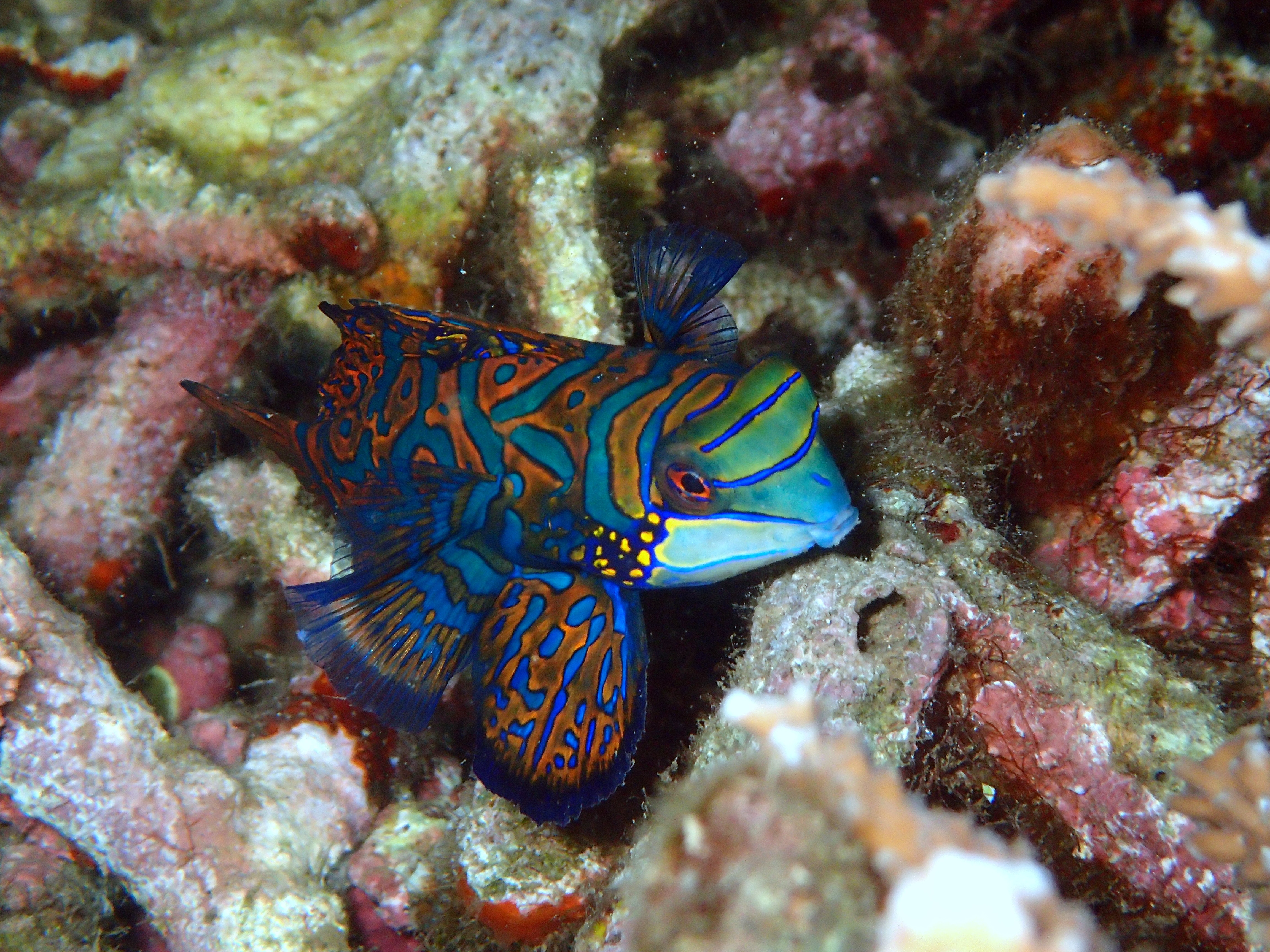 mandarinfish-2336895.jpg