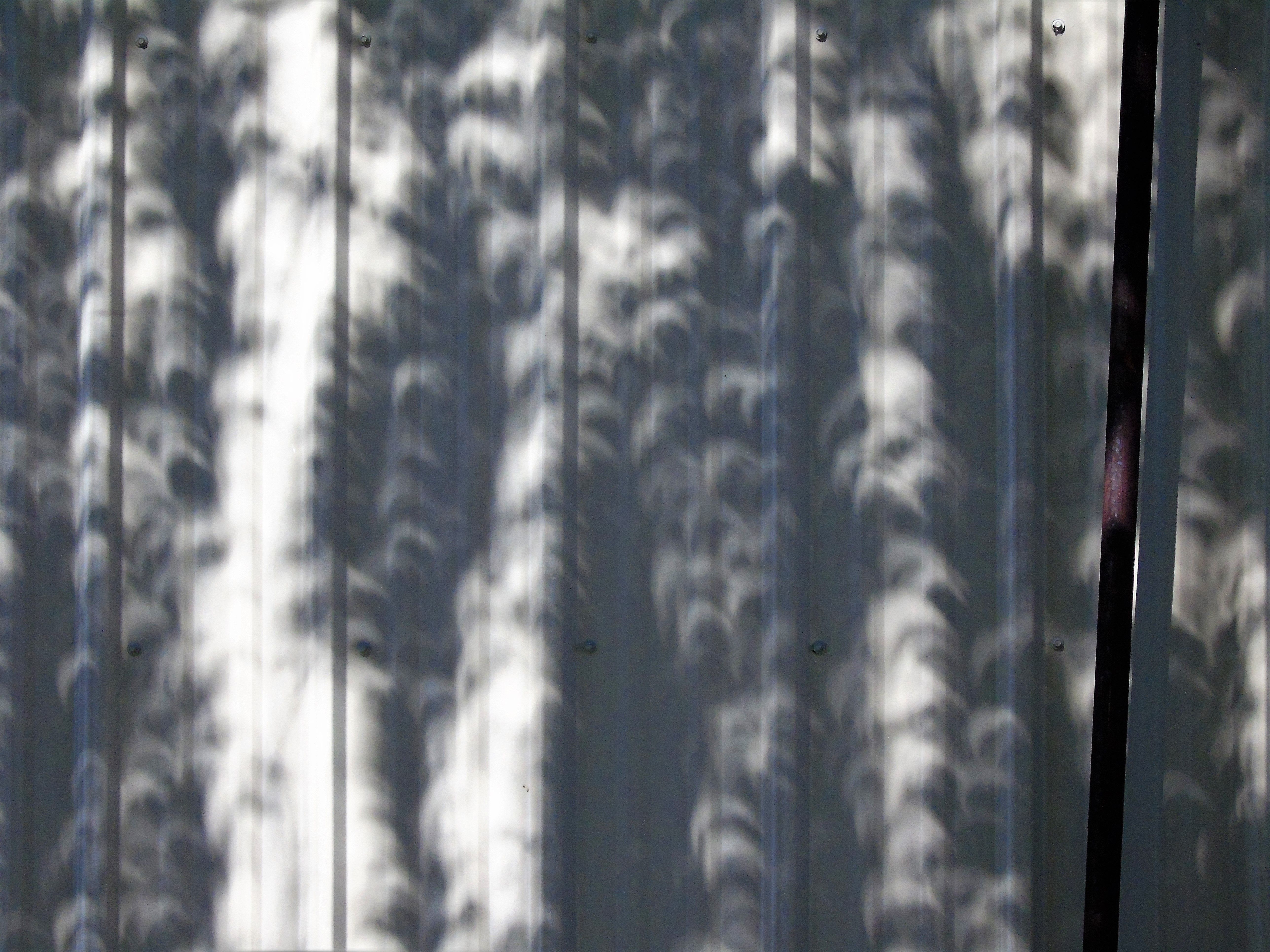Eclipse shadow through Birch tree 2.jpg