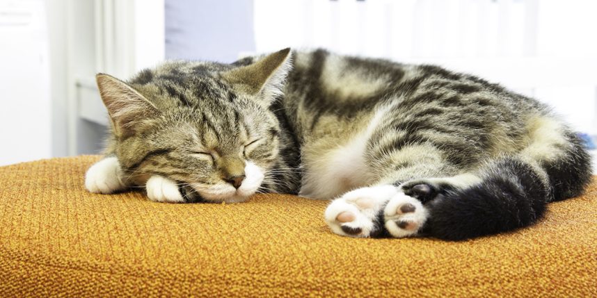 cat-sleeping-habits-blog-858x429.jpg