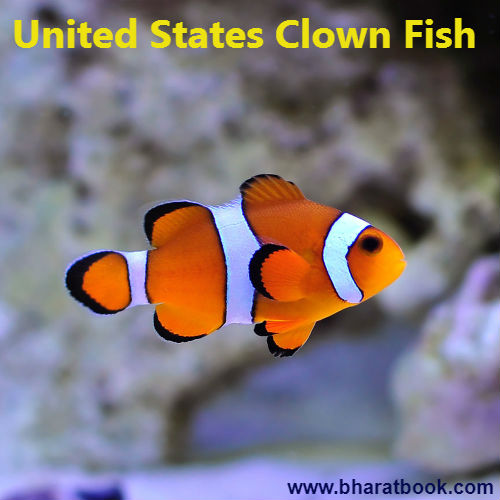 United States Clown Fish.jpg