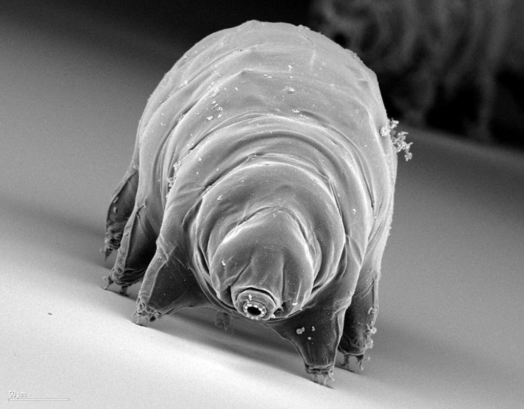 Tardigrade-Electron-Microscope-1024x799.jpg