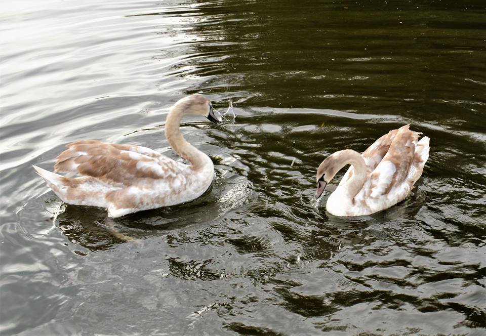 Cygnets...Norfolk Broads.jpg